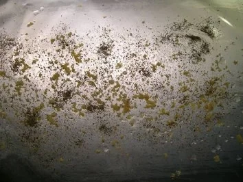 Schweinefilet in Zitronenzesten mit Baby-Möhrchen und Chicorée sowie Parmagiano-Rösti - Rezept - Bild Nr. 4