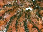 Hausgebeizter Lachs - Rezept