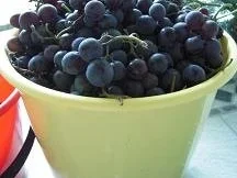 Rezept: Weintrauben-Gelee Bild Nr. 2 Weintrauben-Gelee - Rezept - Bild Nr. 2