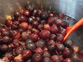 Rezept: Weintrauben-Gelee Bild Nr. 3 Weintrauben-Gelee - Rezept - Bild Nr. 3