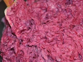 Rohnen-Nudeln - Rezept - Bild Nr. 4