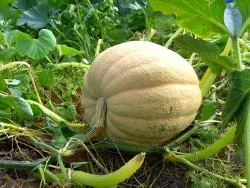 "Eingelegter Kürbis" oder auch anderes Gemüse - Rezept