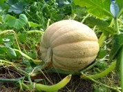 Rezept: "Eingelegter Kürbis" oder auch anderes Gemüse "Eingelegter Kürbis" oder auch anderes Gemüse - Rezept