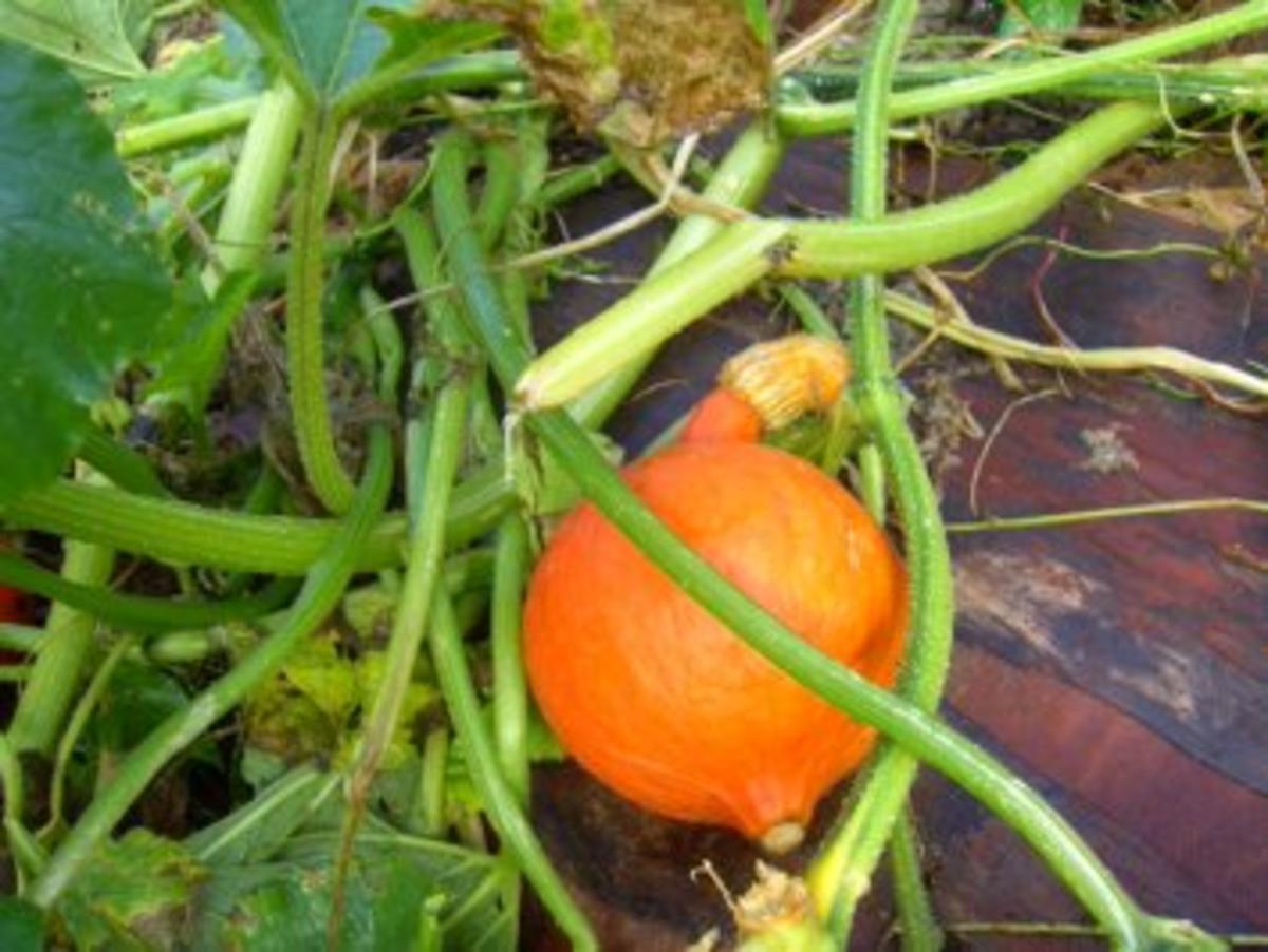 "Eingelegter Kürbis" oder auch anderes Gemüse - Rezept - Bild Nr. 3