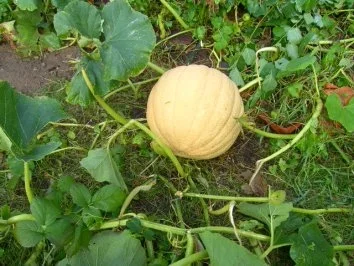 "Eingelegter Kürbis" oder auch anderes Gemüse - Rezept - Bild Nr. 5