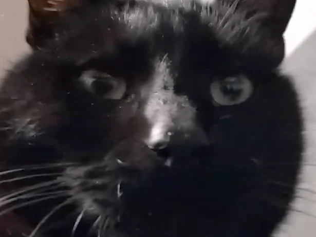 Wirsing Schmorkohl mit Schinkenwurst - Rezept - Bild Nr. 4