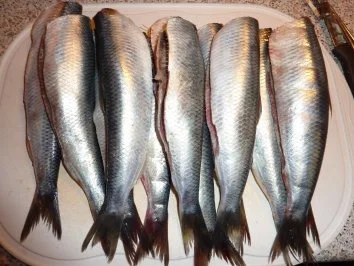 Fisch: Hering gebraten und eingelegt - Rezept - Bild Nr. 2