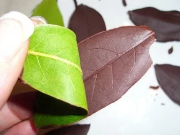 Praktisches: Schokoblätter - Rezept