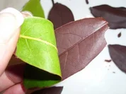 Praktisches: Schokoblätter - Rezept