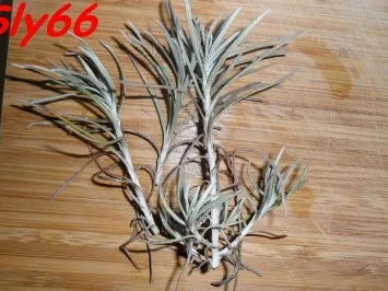 Fleischgerichte:Kaninchen in Rotweinsoße - Rezept - Bild Nr. 4