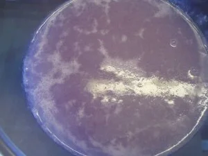 Rezept: Blaue Grütze mit Vanillesoße Blaue Grütze mit Vanillesoße - Rezept