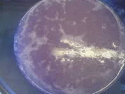 Blaue Grütze mit Vanillesoße - Rezept