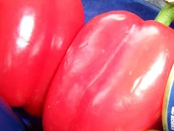 Rezept: Penne Riagte mit sahniger Paprika-Thunfisch-Sauce; hot Bild Nr. 6 Penne Riagte mit sahniger Paprika-Thunfisch-Sauce; hot - Rezept - Bild Nr. 6