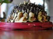 Geburtstags-Igel - Rezept