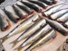 Sardinen ... - Rezept