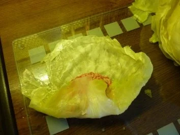 Kohlrouladen - Rezept - Bild Nr. 6