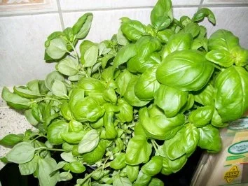 Tagliatelle mit Safransoße - Rezept - Bild Nr. 3