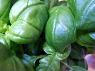 Zitronenpesto - Rezept - Bild Nr. 2