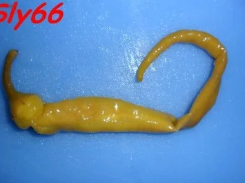 Toast:Toast-Allerlei - Rezept - Bild Nr. 5