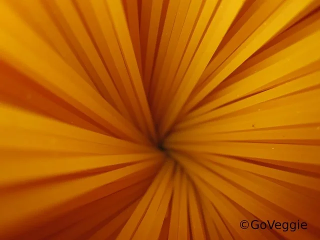 Rezept: Linsen-Bolognese Linsen-Bolognese - Rezept