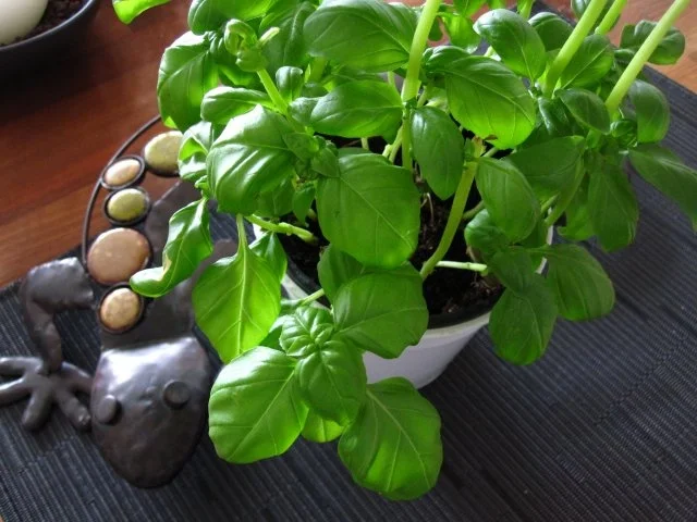 Rezept: Pesto Bild Nr. 4 Pesto - Rezept - Bild Nr. 4