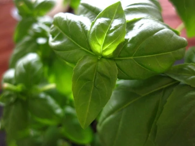 Rezept: Pesto Bild Nr. 5 Pesto - Rezept - Bild Nr. 5