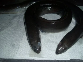 Rezept: Aal satt. frisch gebraten... Bild Nr. 2 Aal satt. frisch gebraten... - Rezept - Bild Nr. 2