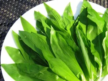 Bärlauch-Rhomboid in Erbsumgebung - Rezept - Bild Nr. 4