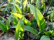 Biggis leckeres Bärlauchpesto - Rezept