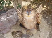 Rezept: - Wolperdinger- Ragout- Mariniert - Wolperdinger- Ragout- Mariniert - Rezept