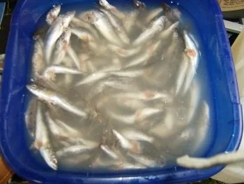 Fisch im ganzen - Rezept - Bild Nr. 3