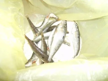 Fisch im ganzen - Rezept - Bild Nr. 5