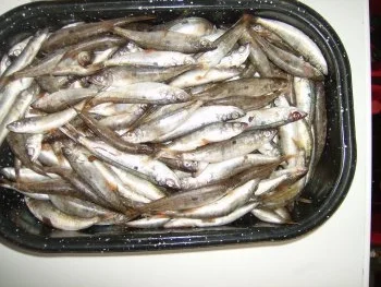 Fisch im ganzen - Rezept - Bild Nr. 2