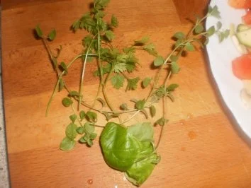 Rezept: schneller Abendsalat Bild Nr. 4 schneller Abendsalat - Rezept - Bild Nr. 4