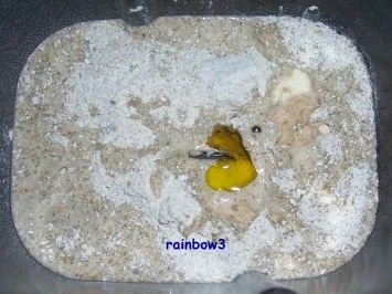 Backen: Bier-Brot (Sauerteig) - Rezept - Bild Nr. 2