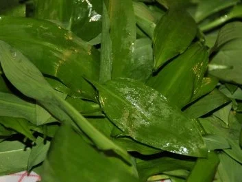 Bärlauchpesto mit Pinienkernen und Parmesan - Rezept - Bild Nr. 2