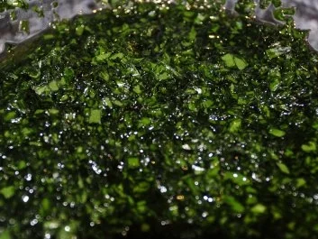 Bärlauchpesto mit Pinienkernen und Parmesan - Rezept - Bild Nr. 4