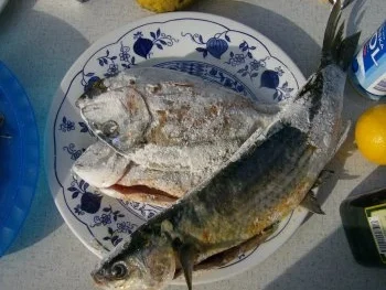 Dorade gebraten mit Tomatenreis - Rezept - Bild Nr. 3