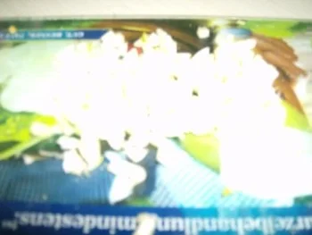 Nudelsalat - Rezept - Bild Nr. 4