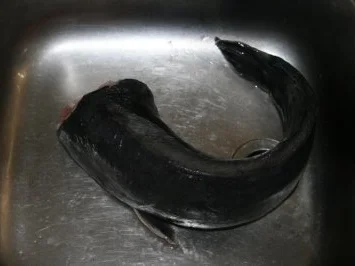 Rezept: Wels in Knusperpanade Bild Nr. 2 Wels in Knusperpanade - Rezept - Bild Nr. 2