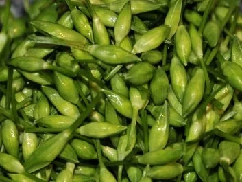 Bärlauch Kapern - Rezept - Bild Nr. 4