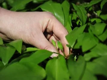 Bärlauch Kapern - Rezept - Bild Nr. 3