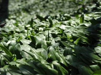 Bärlauch Kapern - Rezept - Bild Nr. 2