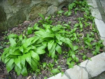 Rezept: Bärlauchsuppe... Bild Nr. 3 Bärlauchsuppe... - Rezept - Bild Nr. 3