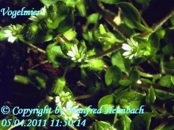 Pesto – Vogelmierenpesto a’la Manfred - Rezept