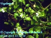 Pesto – Vogelmierenpesto a’la Manfred - Rezept