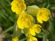 Schlüsselblumen -Sirup - Rezept