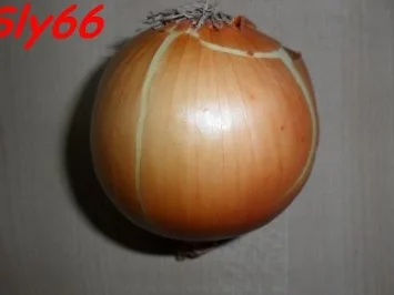 Soßen:Gemüse-Tomatensoße mit Thunfisch - Rezept - Bild Nr. 3