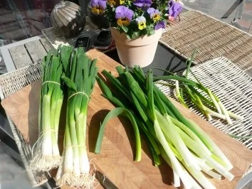 TERRINE/SCHINKEN-KÄSE zu Spargel - Rezept - Bild Nr. 3