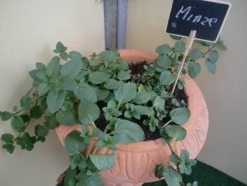 Rezept: Erdbeer-Minz Marmelade Bild Nr. 2 Erdbeer-Minz Marmelade - Rezept - Bild Nr. 2